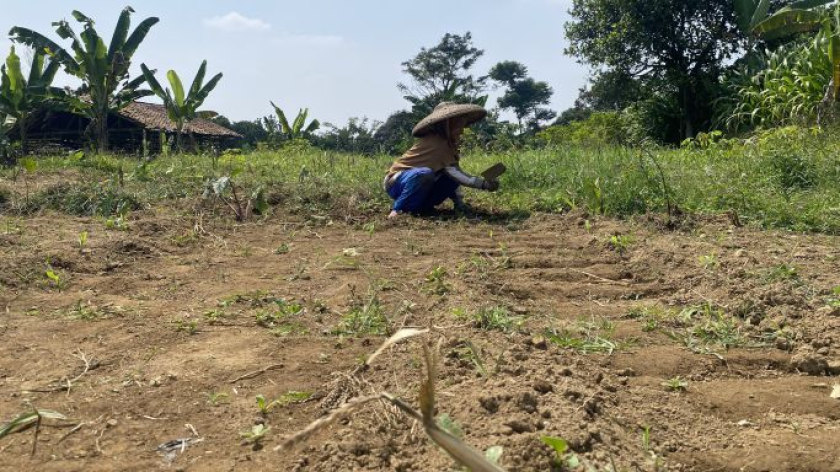 Ami, petani dari Sukajaya, Bogor di kebunnya, Sabtu pagi, 8 Agustus 2026. (Foto: Yopi Muharam/BandungBergerak) 
