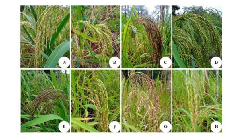 Gambar 2. Tidak kurang dari 89 macam (landraces) padi lokal huma, seperti (A) par&eacute; bentik, (B) par&eacute; kembang kalapa, (C) par&eacute; nangsi, (D) par&eacute; rumbay, (E) par&eacute; seungkeu, (F) par&eacute; tunggul, (G) par&eacute; ketan limar, (H) par&eacute;  ketan bodas yang masih bisa dikonservasi secara in-situ oleh penduduk Baduy. (Foto: Sandi Ruswanda)