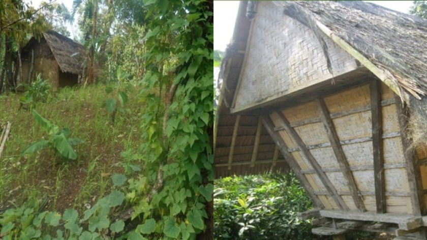 Aneka ragam tanaman padi dan  non-padi ditanam di huma, menciptakan sistem ketahan terhadap gangguan/perubahan lingkungan, seperti kekeringan dan serangan hama (kiri),  padi hasil panen padi biasa disimpan di lumbung padi (leuit) (kanan) dengan tahan bertahun-tahun, sehingga dapat menjaga ketahanan pangan penduduk. (Foto: Johan Iskandar)
