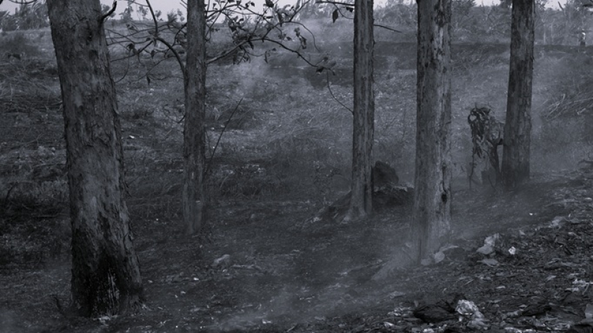 Lahan hutan jati produksi di kawasan Tomo, Sumedang, mengalami kebakaran di beberapa blok selama kemarau tahun 2026, baik yang terbakar akibat cuaca panas ekstrem maupun yang sengaja dibakar. (Foto: Prima Mulia/BandungBergerak) 