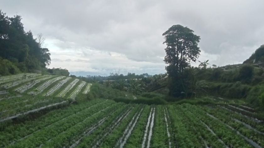 Hamparan ladang sayur di setapak dari Lapangan Sinapeul ke Pasar Panorama Lembang. (Foto: Ernawatie Sutarna)