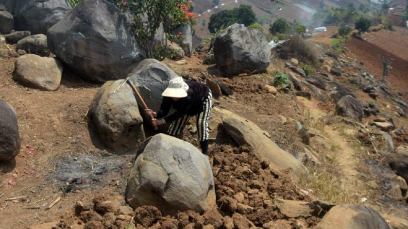 Eulis mengolah lahan tandus saat kemarau di Cimenyan, Kabupaten Bandung, Kamis, 4 September 2026.  (Foto: Prima Mulia/BandungBergerak)