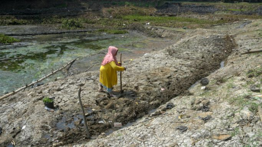 Nani menyemai bibit di dasar perairan Saguling yang kering di Desa Budiharja, Cililin, Kabupaten Bandung, Senin, 1 September 2026.  (Foto: Prima Mulia/BandungBergerak)