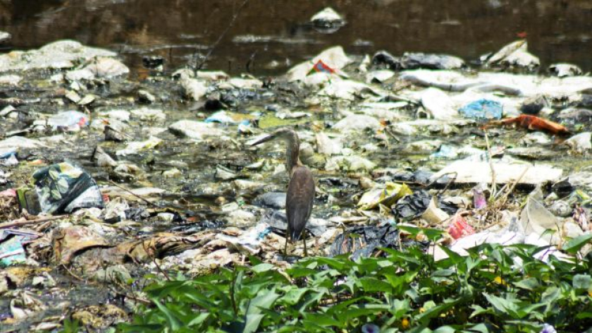 Burung kuntul sawah di antara sampah Sungai Cimande, Rancaekek, Kabupaten Bandung, September 2026.  (Foto: Prima Mulia/BandungBergerak)