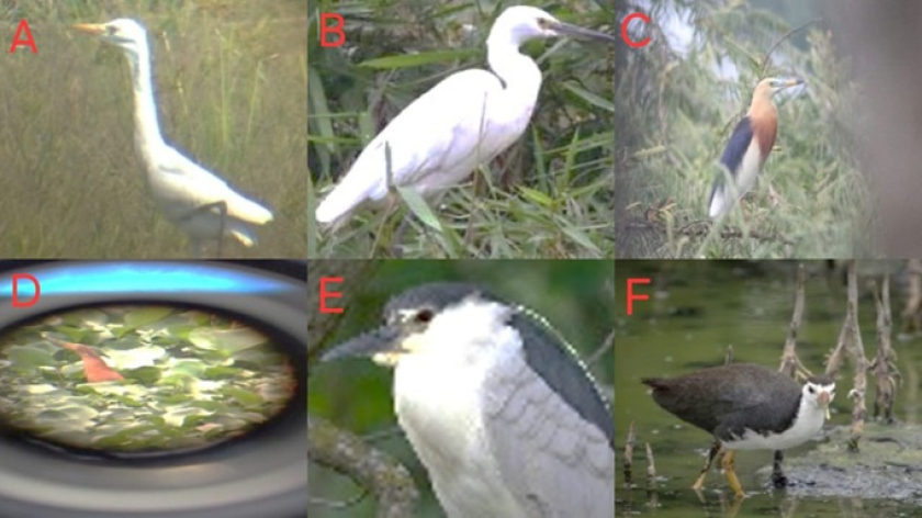 Gambar 1. Jenis-jenis burung air di sawah Gedebage: A. Kuntul Kerbau, B. Kuntul Kecil, C. Burung Blekok, D. Bambangan Merah, E. Kowak Malam, F. Kareo. (Foto: Kosasih)