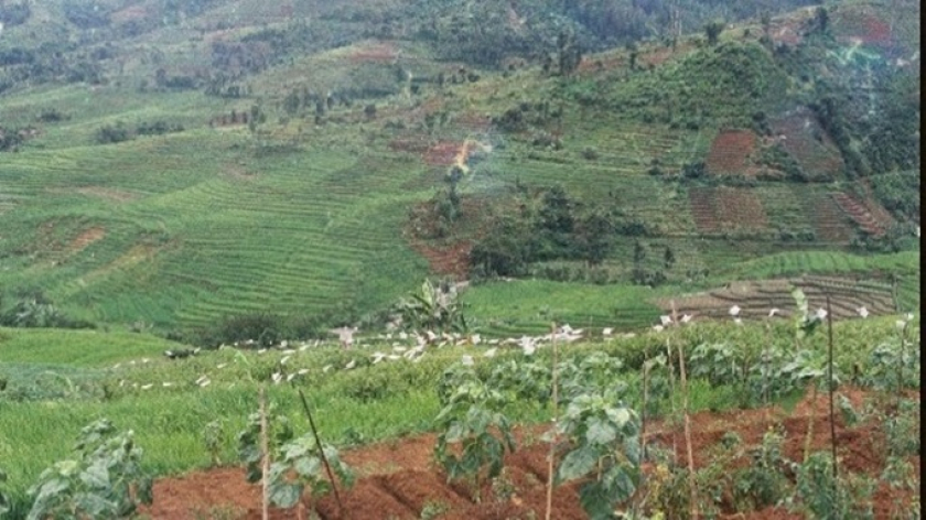 Gambar 3. Kawasan bukit-bukit pinggiran Kota Bandung, banyak dibangun rumah-rumah baru (kiri) dan dijadikan kebun monokultur komersil, seperti sayur, mengakibatkan rawan erosi tanah, dan menyebabkan risiko bencana kekeringan dan bajir (kanan). (Foto: Johan Iskandar)  
