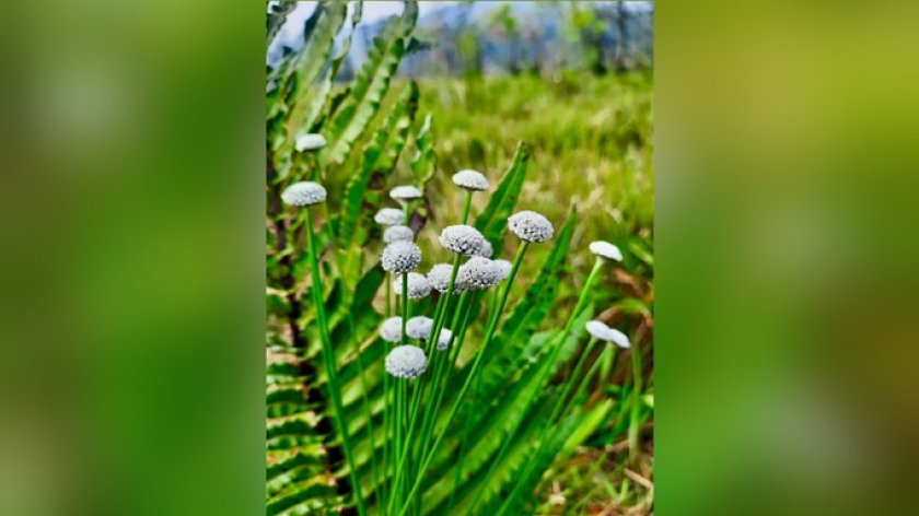 Bunga Edelweis rawa dari Ranca Upas. (Foto: Woro S. Sukapti)