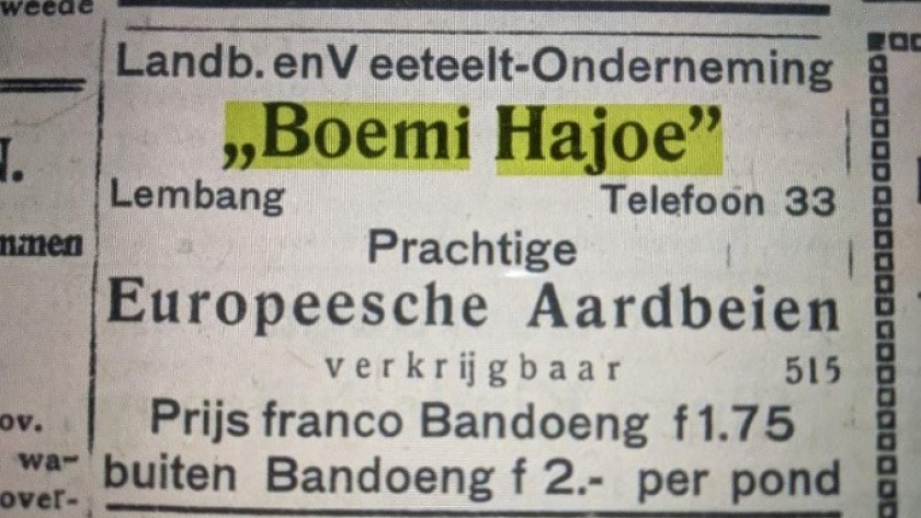 Iklan perdana stroberi Eropa perkebunan Boemi Hajoe Lembang milik Dozij bersaudara. (Sumber: De Preanger-bode tanggal 06-11-1920 koleksi delpher.nl)