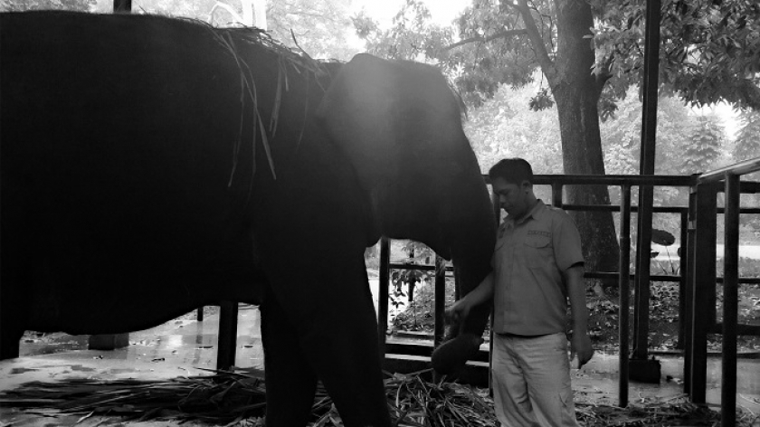 Sebagai seorang mahout, Yayat Supriatna (49) mengenali dengan baik karakter kedua gajah asuhannya. Ia sudah bersama mereka selama 26 tahun terakhir. (Foto: Sarah Ashilah/BandungBergerak.id)