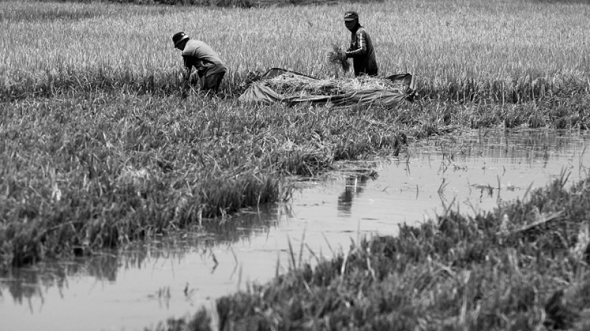 Petani menarik rakit dari terpal plastik saat panen padi di sawah yang terendam banjir di Desa Tegalluar, Kabupaten Bandung, Jawa Barat, Kamis (4/11/2021). (Foto: Prima Mulia/BandungBergerak.id)