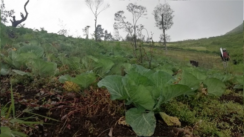 Hamparan kebun kol bisa dinikmati di sepanjang perjalanan menuju Puncak Sulibra Gunung Artapela, Maret 2022. (Foto: Yostiani Noor Asmi Harini)