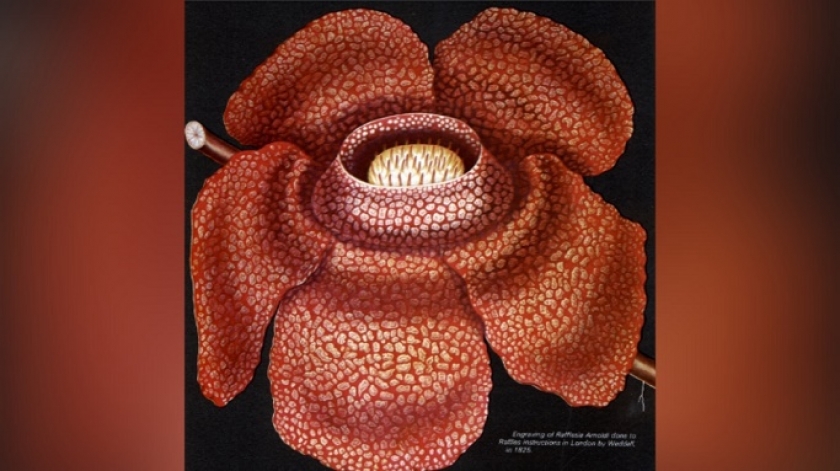 Ukiran Rafflesia-Arnoldi karya H. Weddell. Ukiran ini dibuat berdasarkan permintaan Raffles, dan diterbitkan selambatnya pada 1825. (Sumber: The Java Journal of Dr Joseph Arnold, 1973)