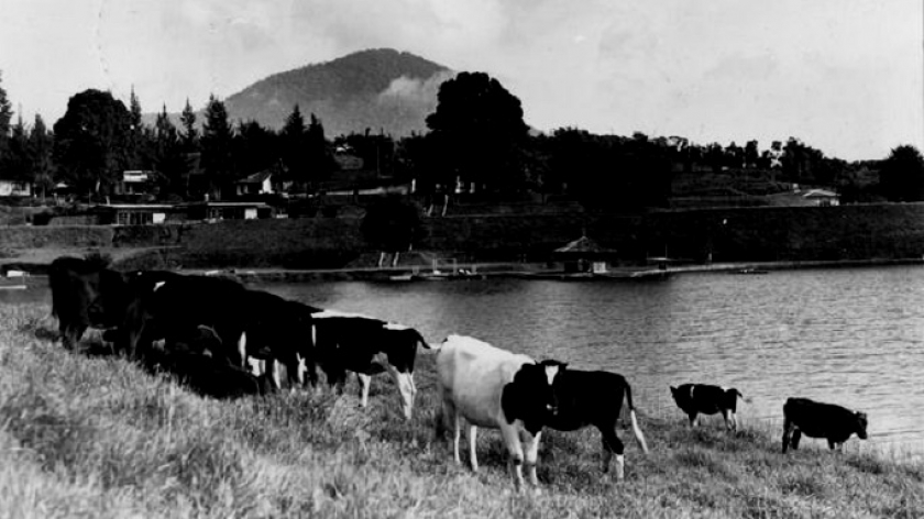 Situ Cileunca. Hotel Ttjileuntja di Sitoe Tjileuntja dekat Pengalengan dekat Bandoeng dengan beberapa sapi di latar depan. Foto koleksi KITLV 182149. (Sumber: digitalcollections.universiteitleiden.nl)