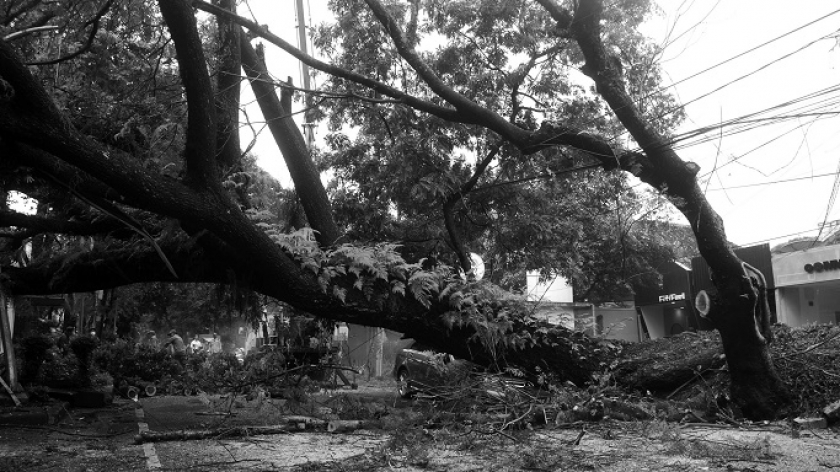 Pohon tumbang di Jalan Maulana Yusuf, Bandung, Rabu (5/10/2022). Jumlah pohon di Bandung terus berkurang. (Foto: Prima Mulia/BandungBergerak.id)