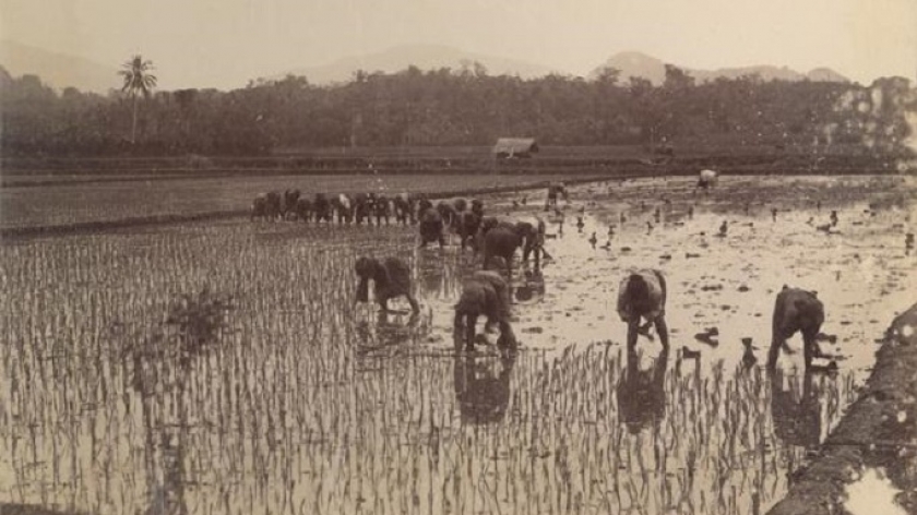 Menanam padi di Jawa. Foto diambil sekitar tahun 1880. (Koleksi KITLV 377224, Sumber digitalcollections.universiteitleiden.nl)