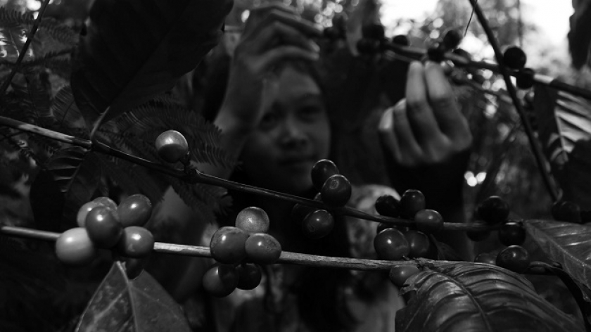 Petani memanen buah kopi di salah satu perkebunan di Jawa Barat, 2023. (Foto Ilustrasi: Prima Mulia/BandungBergerak.id)