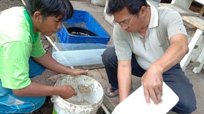 Doni, anggota komunitas Komunitas Roemahplanet, sedang bersama pak Toni sedang mengurus Maggots. (Foto: Andreas Maurenis Putra)