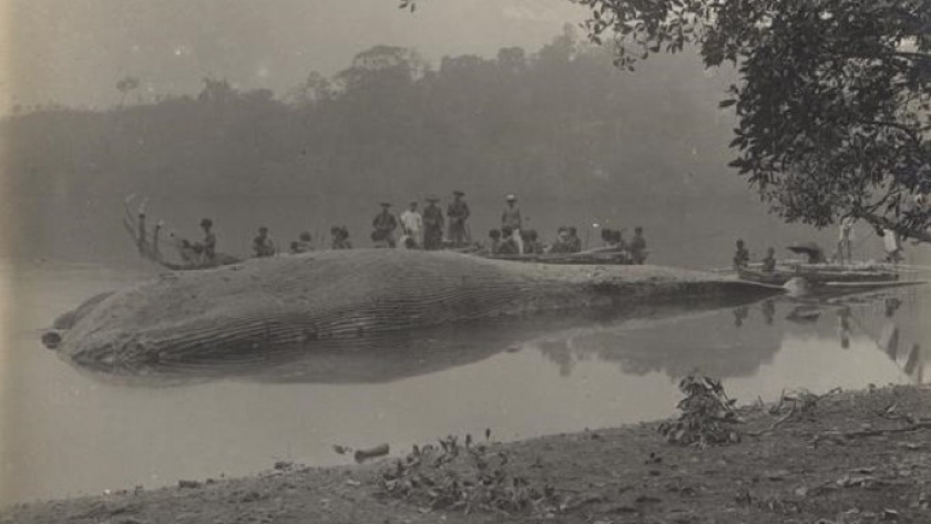 A 22m long stranded whale at Manawi on Saweroe Island in Papua New Guinea circa 1917. (KITLV 81634, Source digitalcollections.universiteitleiden.nl)