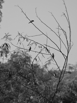 (Foto: Virliya Putricantika/BandungBergerak.id)