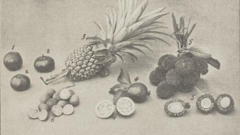 The illustration on page 653 of the book Oost-Indische cultures (1913) by Dr. K. W. van Gorkom shows sweet djeroek (1), djeruk keproh (2), pineapple (3). jamboe bidji cut open and whole (4), kapulasan, forest fruit and cut fruit (5), and doekoe (6). (Source: delpher.nl)