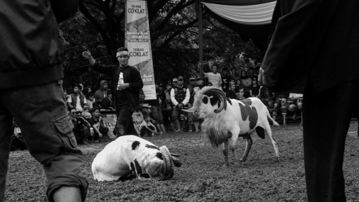 Himpunan Peternak Domba dan Kambing Indonesa (HPDKI) Kota Bandung menggelar kontestasi Seni Ketangkasan Domba Garut (SKDG) di Yonzipur 09, Ujung Berung, Bandung, Sabtu, 2 Maret 2024.  (Foto: Hizqil Fadl Rohman/BandungBergerak.id)