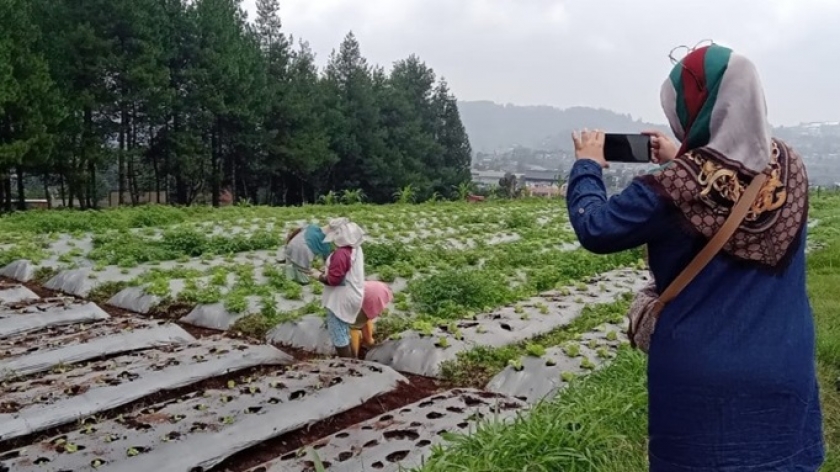 Petani sayur Lembang (2024). (Foto: Malia Nur Alifa)